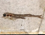 保存状態大変良好です！恐竜時代の絶滅古代魚、中国遼寧省産のリコプテラ（Lycoptera）の化石