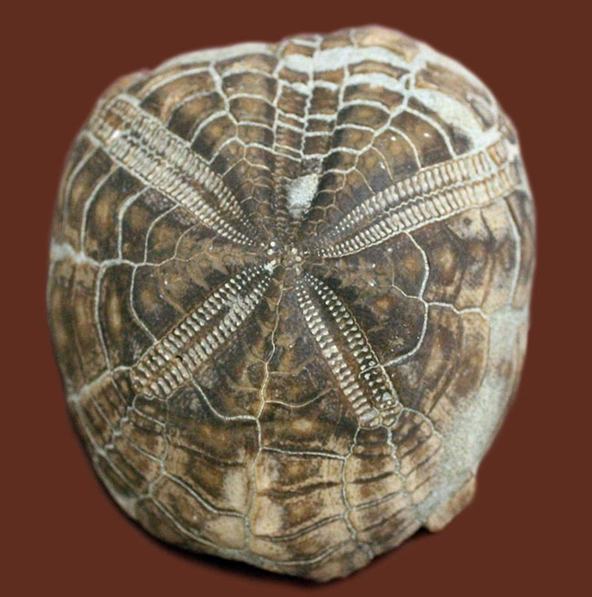 保存状態極めて良好、色も残された美しき国産のトクナガムカシブンブク（Linthia tokunagai lambert）の化石（その2）