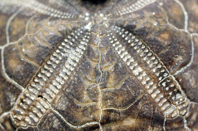 保存状態極めて良好、色も残された美しき国産のトクナガムカシブンブク（Linthia tokunagai lambert）の化石（その9）