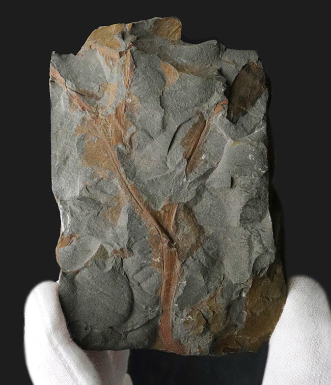 ４億年以上前に生えていた最古の木生シダの一つ、プシロフィトン（Psilopyton princeps）が葉、枝が保存されたプレート化石（その1）