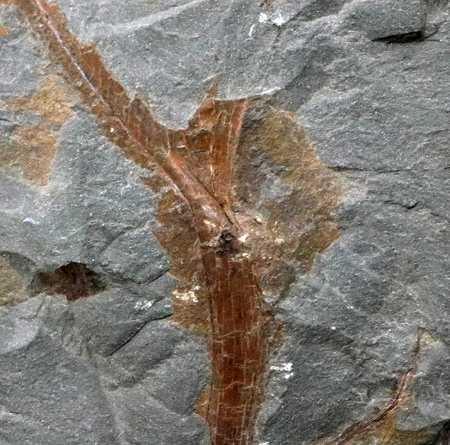 ４億年以上前に生えていた最古の木生シダの一つ、プシロフィトン（Psilopyton princeps）が葉、枝が保存されたプレート化石（その3）