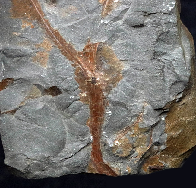 ４億年以上前に生えていた最古の木生シダの一つ、プシロフィトン（Psilopyton princeps）が葉、枝が保存されたプレート化石（その4）