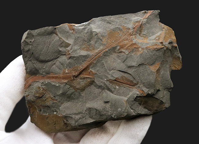 ４億年以上前に生えていた最古の木生シダの一つ、プシロフィトン（Psilopyton princeps）が葉、枝が保存されたプレート化石（その5）