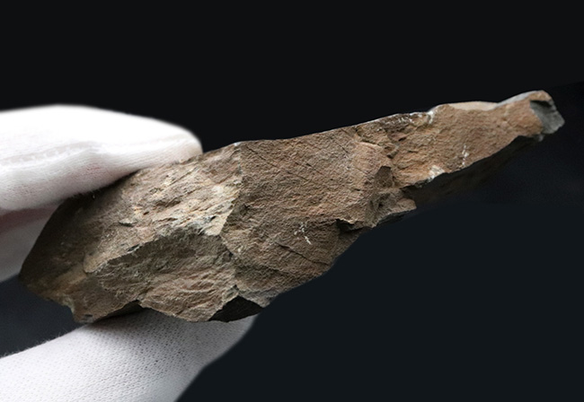 ４億年以上前に生えていた最古の木生シダの一つ、プシロフィトン（Psilopyton princeps）が葉、枝が保存されたプレート化石（その7）