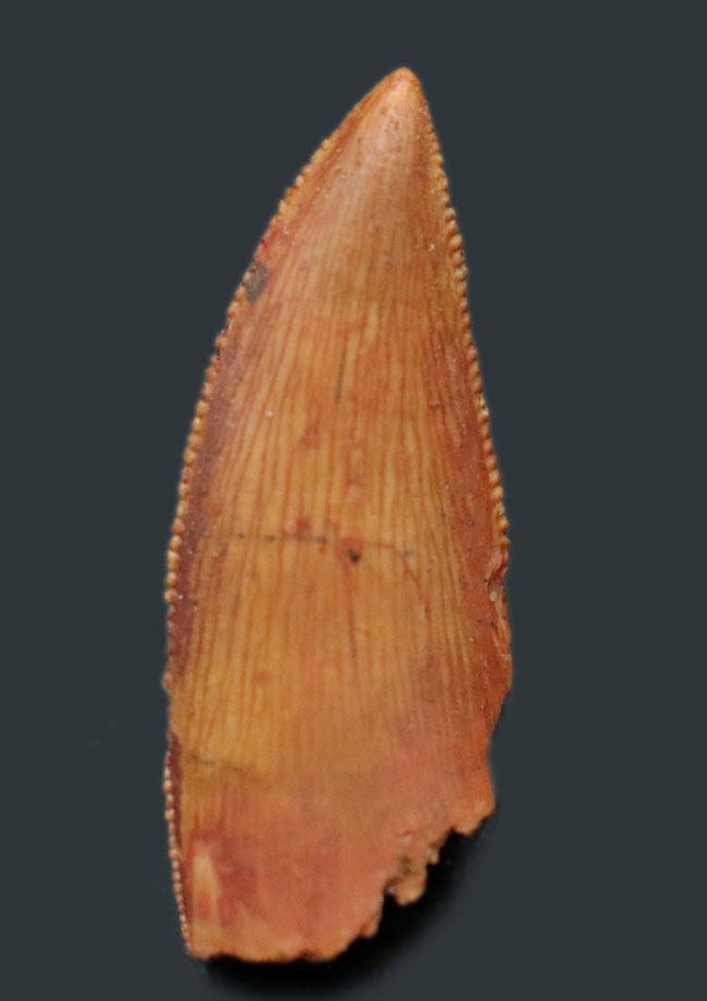 パーフェクトなエナメル質の保存状態、アベリサウルス科のレア恐竜、ルゴプス(Rugops sp.)の歯化石(その1)
