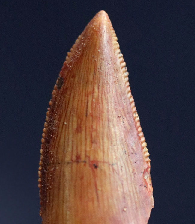 パーフェクトなエナメル質の保存状態、アベリサウルス科のレア恐竜、ルゴプス(Rugops sp.)の歯化石(その2)
