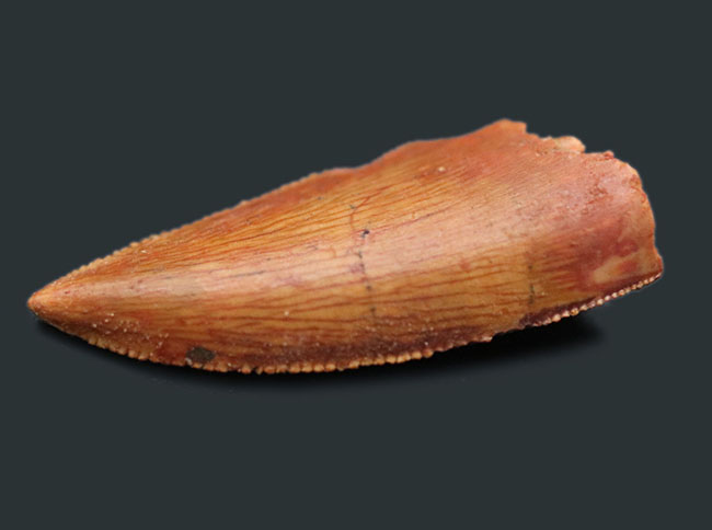 パーフェクトなエナメル質の保存状態、アベリサウルス科のレア恐竜、ルゴプス(Rugops sp.)の歯化石(その3)