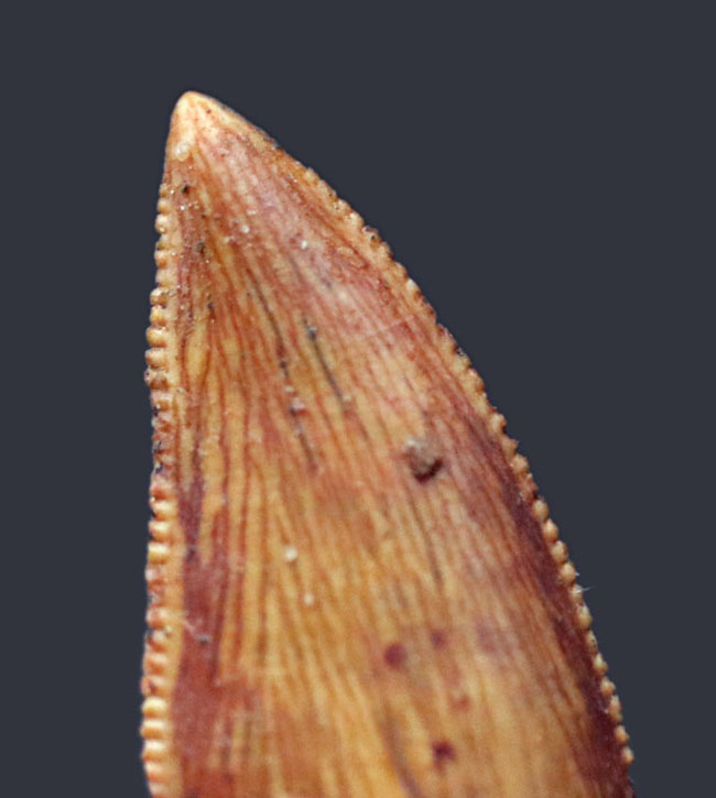 パーフェクトなエナメル質の保存状態、アベリサウルス科のレア恐竜、ルゴプス(Rugops sp.)の歯化石(その5)