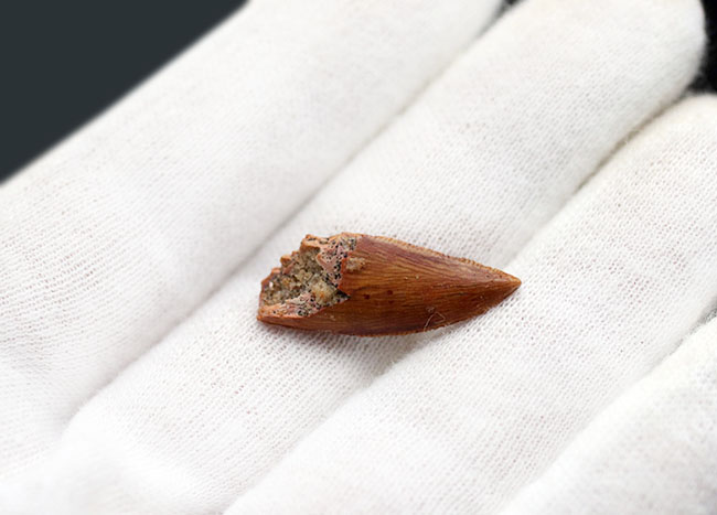 パーフェクトなエナメル質の保存状態、アベリサウルス科のレア恐竜、ルゴプス(Rugops sp.)の歯化石(その6)