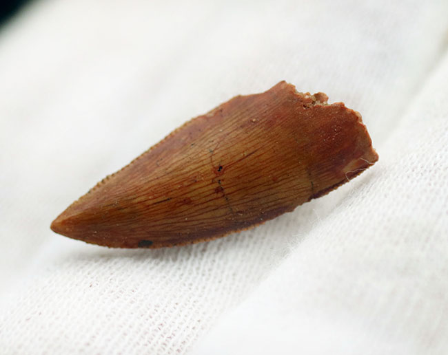パーフェクトなエナメル質の保存状態、アベリサウルス科のレア恐竜、ルゴプス(Rugops sp.)の歯化石(その7)