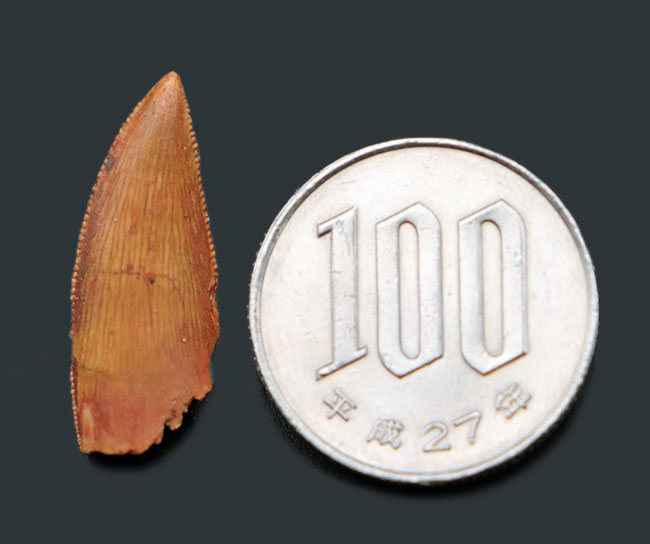 パーフェクトなエナメル質の保存状態、アベリサウルス科のレア恐竜、ルゴプス(Rugops sp.)の歯化石(その9)