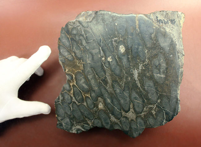 マニアックながらベリーレア！古代の絶滅サンゴ、スポンジオモルファの化石（Spongiomorphida）、高知県産。（その2）