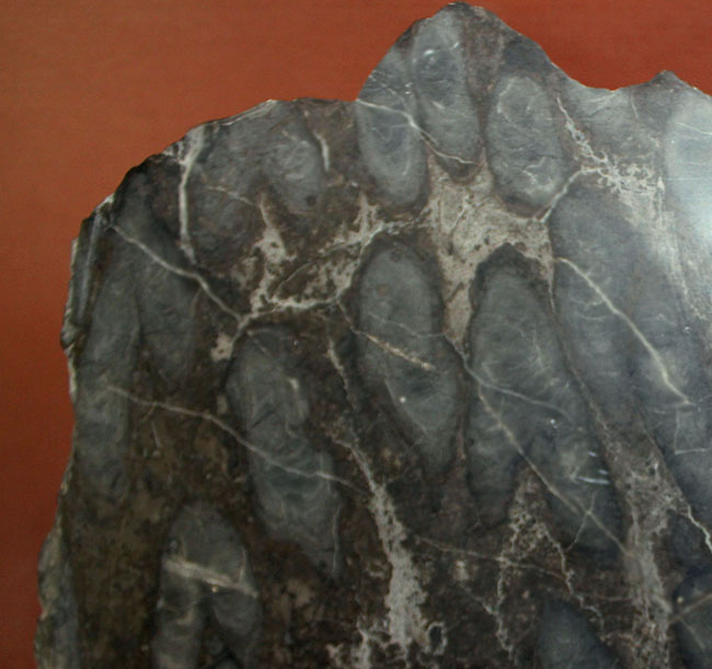 マニアックながらベリーレア！古代の絶滅サンゴ、スポンジオモルファの化石（Spongiomorphida）、高知県産。（その4）