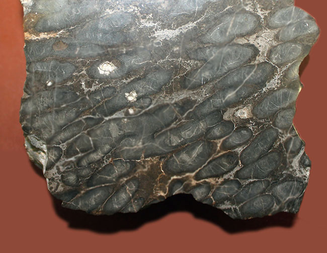 マニアックながらベリーレア！古代の絶滅サンゴ、スポンジオモルファの化石（Spongiomorphida）、高知県産。（その6）