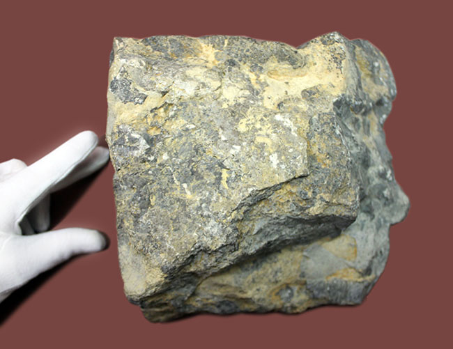 マニアックながらベリーレア！古代の絶滅サンゴ、スポンジオモルファの化石（Spongiomorphida）、高知県産。（その8）
