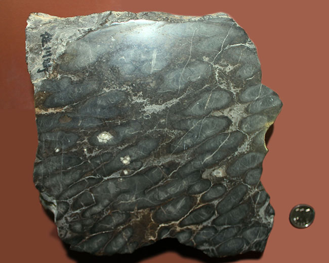 マニアックながらベリーレア！古代の絶滅サンゴ、スポンジオモルファの化石（Spongiomorphida）、高知県産。（その9）