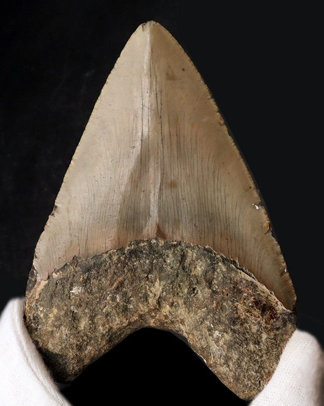 １４センチ級！ナイスカラー！出自が明確な一次標本！１００％ナチュラルであることが確認済みの希少なメガロドン（Carcharocles megalodon）の巨大歯化石（その1）