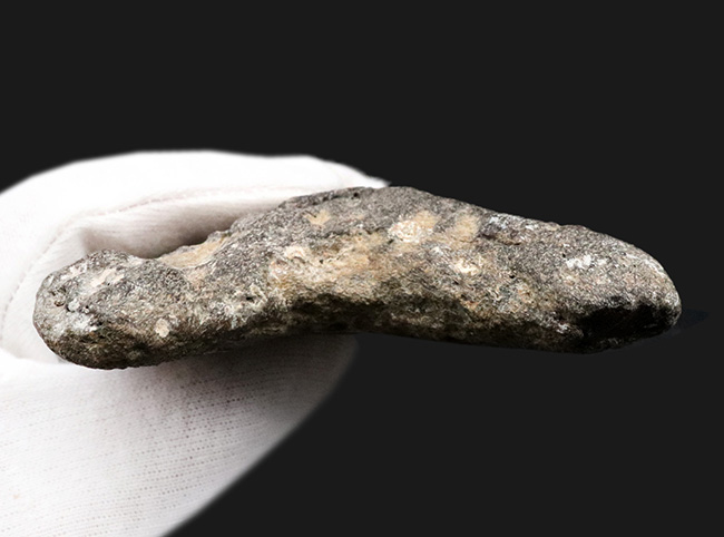 １４センチ級！ナイスカラー！出自が明確な一次標本！１００％ナチュラルであることが確認済みの希少なメガロドン（Carcharocles megalodon）の巨大歯化石（その5）