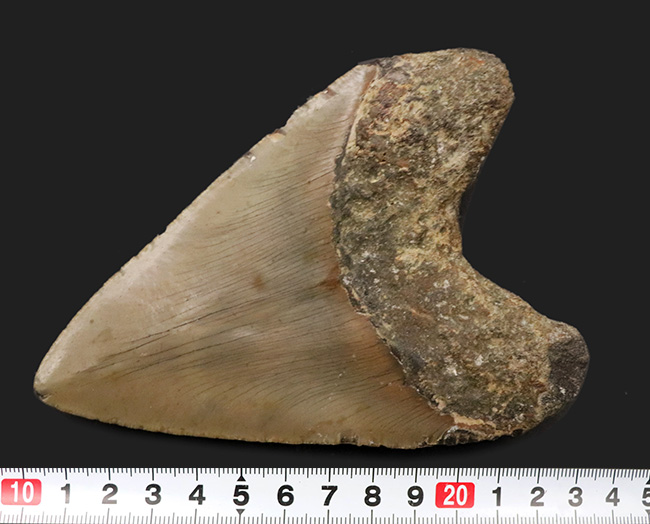 １４センチ級！ナイスカラー！出自が明確な一次標本！１００％ナチュラルであることが確認済みの希少なメガロドン（Carcharocles megalodon）の巨大歯化石（その6）