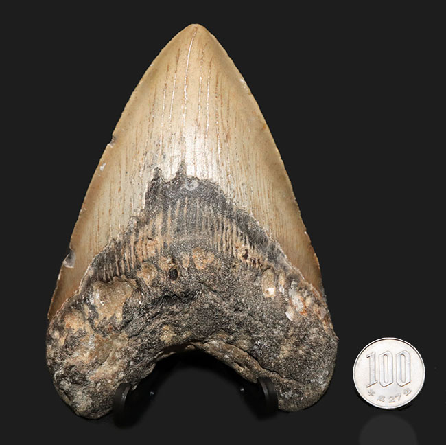 １４センチ級！ナイスカラー！出自が明確な一次標本！１００％ナチュラルであることが確認済みの希少なメガロドン（Carcharocles megalodon）の巨大歯化石（その7）