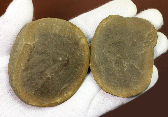 ネガポジ石炭紀のクラゲ化石。米国イリノイ州マゾン（メゾン）クリーク産のエセクセラ（Essexella asherae）（その1）