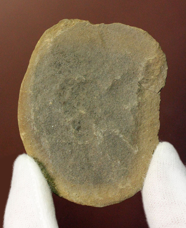 ネガポジ石炭紀のクラゲ化石。米国イリノイ州マゾン（メゾン）クリーク産のエセクセラ（Essexella asherae）（その2）