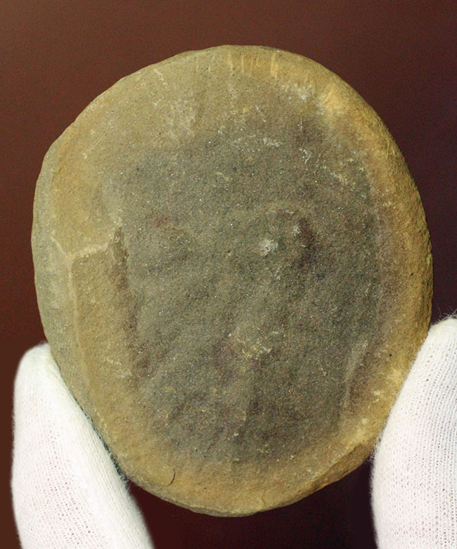 ネガポジ石炭紀のクラゲ化石。米国イリノイ州マゾン（メゾン）クリーク産のエセクセラ（Essexella asherae）（その3）