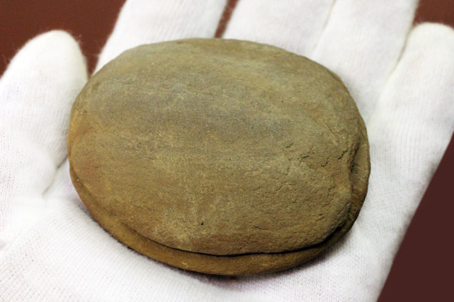 ネガポジ石炭紀のクラゲ化石。米国イリノイ州マゾン（メゾン）クリーク産のエセクセラ（Essexella asherae）（その4）