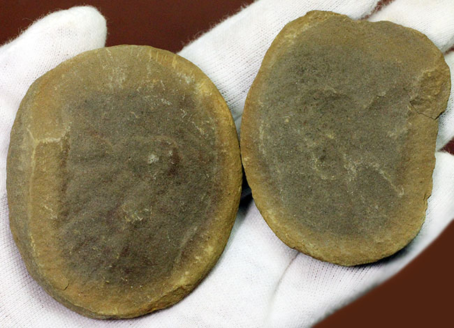 ネガポジ石炭紀のクラゲ化石。米国イリノイ州マゾン(メゾン)クリーク産のエセクセラ(Essexella asherae)(その6)