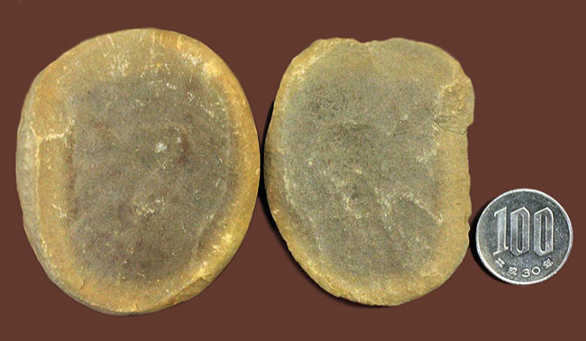ネガポジ石炭紀のクラゲ化石。米国イリノイ州マゾン（メゾン）クリーク産のエセクセラ（Essexella asherae）（その7）