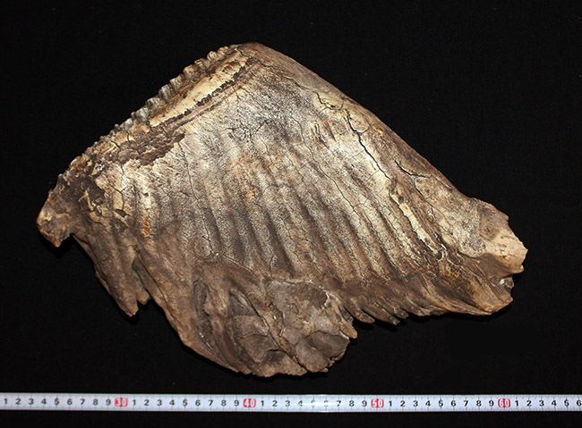 最大級サイズ、重量を誇り、かつ保存状態もパーフェクト！６キロ超え、３０センチに迫る、ケナガマンモス（Mammuthus primigenius）の特大の臼歯化石（その11）