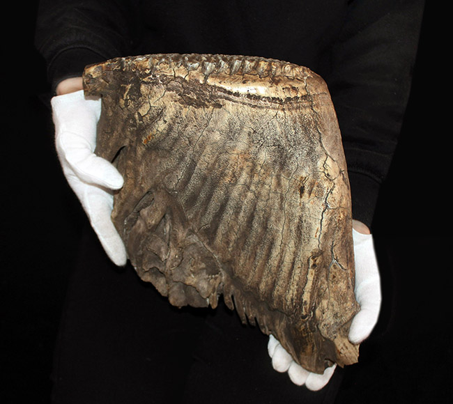 最大級サイズ、重量を誇り、かつ保存状態もパーフェクト！６キロ超え、３０センチに迫る、ケナガマンモス（Mammuthus primigenius）の特大の臼歯化石（その4）