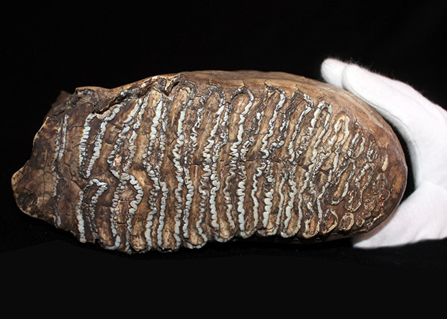 最大級サイズ、重量を誇り、かつ保存状態もパーフェクト！６キロ超え、３０センチに迫る、ケナガマンモス（Mammuthus primigenius）の特大の臼歯化石（その5）
