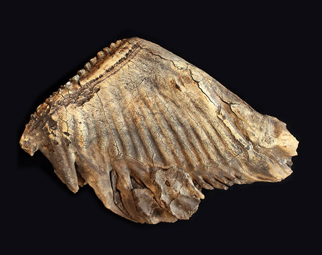 最大級サイズ、重量を誇り、かつ保存状態もパーフェクト！６キロ超え、３０センチに迫る、ケナガマンモス（Mammuthus primigenius）の特大の臼歯化石（その9）