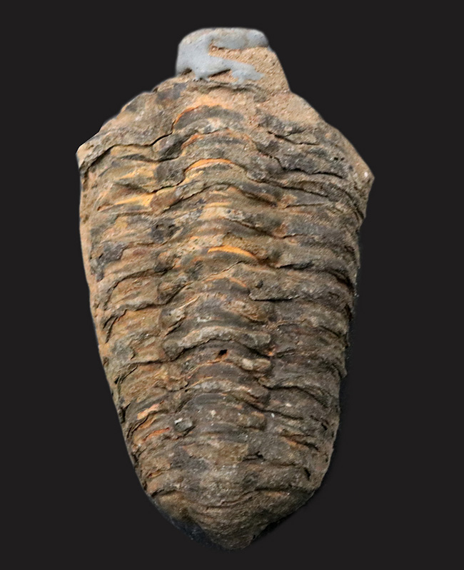 オルドビス紀の古い三葉虫、ディアカリメネ・ウーズレグイ(Diacalymene)(その1)