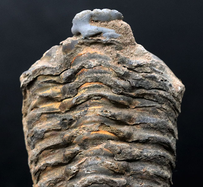オルドビス紀の古い三葉虫、ディアカリメネ・ウーズレグイ(Diacalymene)(その2)