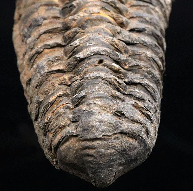 オルドビス紀の古い三葉虫、ディアカリメネ・ウーズレグイ(Diacalymene)(その3)