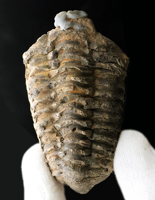 オルドビス紀の古い三葉虫、ディアカリメネ・ウーズレグイ(Diacalymene)(その4)