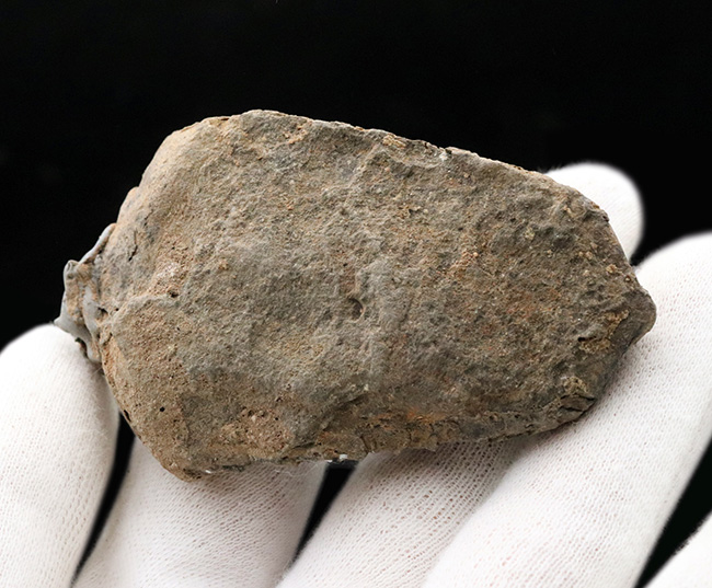 オルドビス紀の古い三葉虫、ディアカリメネ・ウーズレグイ(Diacalymene)(その5)