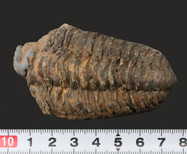 オルドビス紀の古い三葉虫、ディアカリメネ・ウーズレグイ(Diacalymene)(その6)