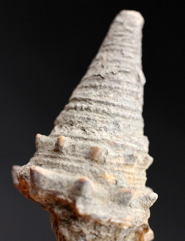 およそ１５００万年前の温かい時代の日本に棲息していた絶滅巻き貝、ビカリア（Vicarya）（その1）