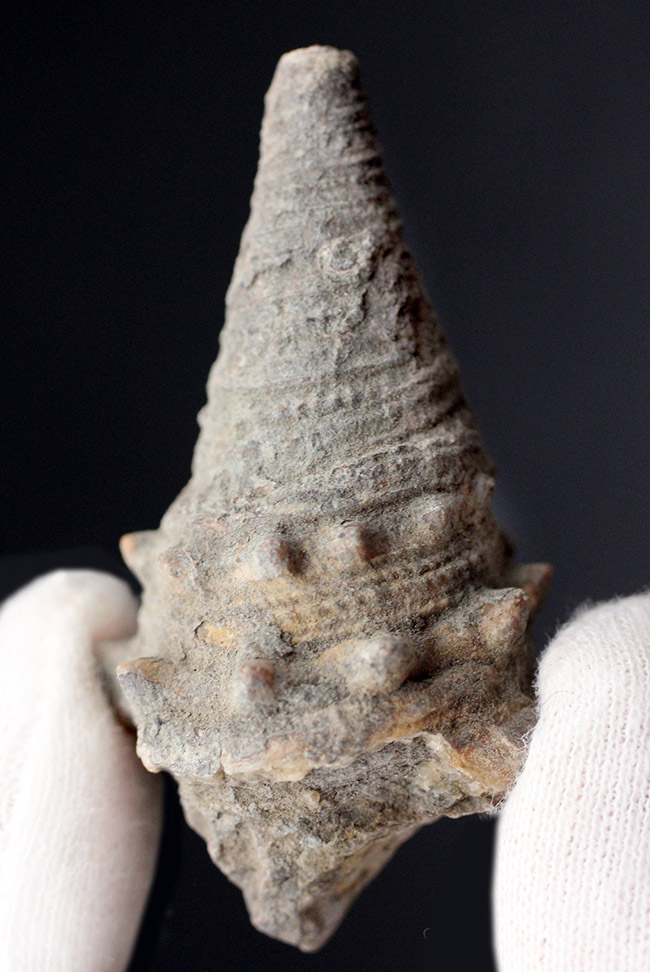 およそ１５００万年前の温かい時代の日本に棲息していた絶滅巻き貝、ビカリア（Vicarya）（その2）