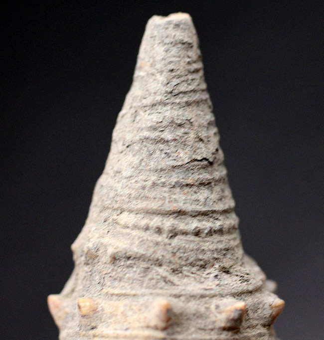 およそ１５００万年前の温かい時代の日本に棲息していた絶滅巻き貝、ビカリア（Vicarya）（その3）