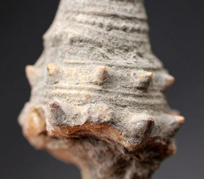 およそ１５００万年前の温かい時代の日本に棲息していた絶滅巻き貝、ビカリア（Vicarya）（その4）