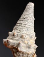 およそ１５００万年前の温かい時代の日本に棲息していた絶滅巻き貝、ビカリア（Vicarya）
