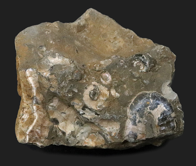 １８０度ターンで知られる、異常巻き、ポリプチコセラスを含む、北海道産アンモナイトの群集標本（その1）