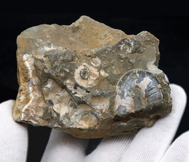 １８０度ターンで知られる、異常巻き、ポリプチコセラスを含む、北海道産アンモナイトの群集標本（その3）