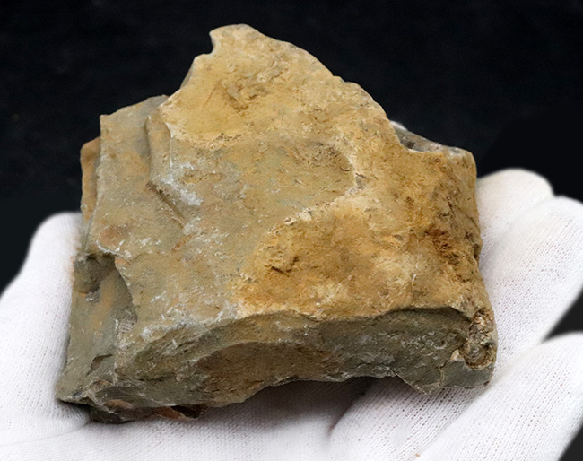 180度ターンで知られる、異常巻き、ポリプチコセラスを含む、北海道産アンモナイトの群集標本(その5)