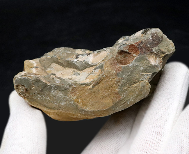 180度ターンで知られる、異常巻き、ポリプチコセラスを含む、北海道産アンモナイトの群集標本(その6)