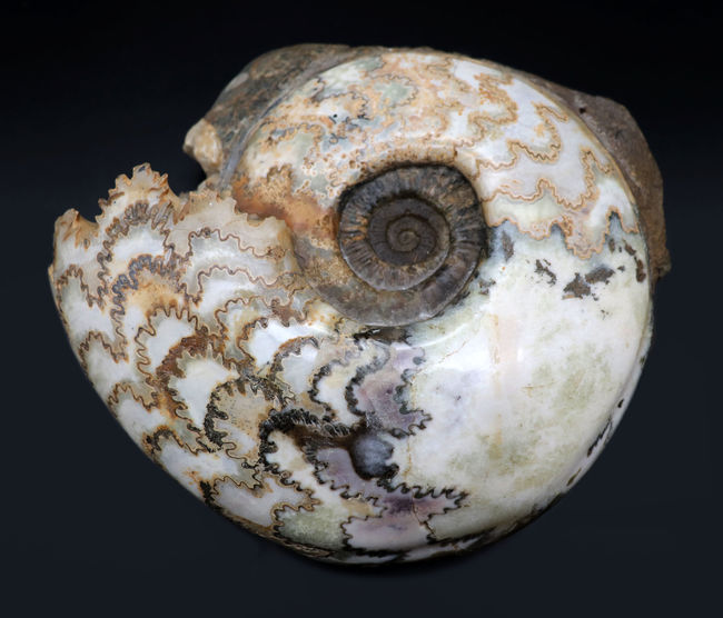 特徴的な縫合線模様は必見！ドイツ産ジュラ紀の大きなアンモナイト（Ammonite）の化石（その1）